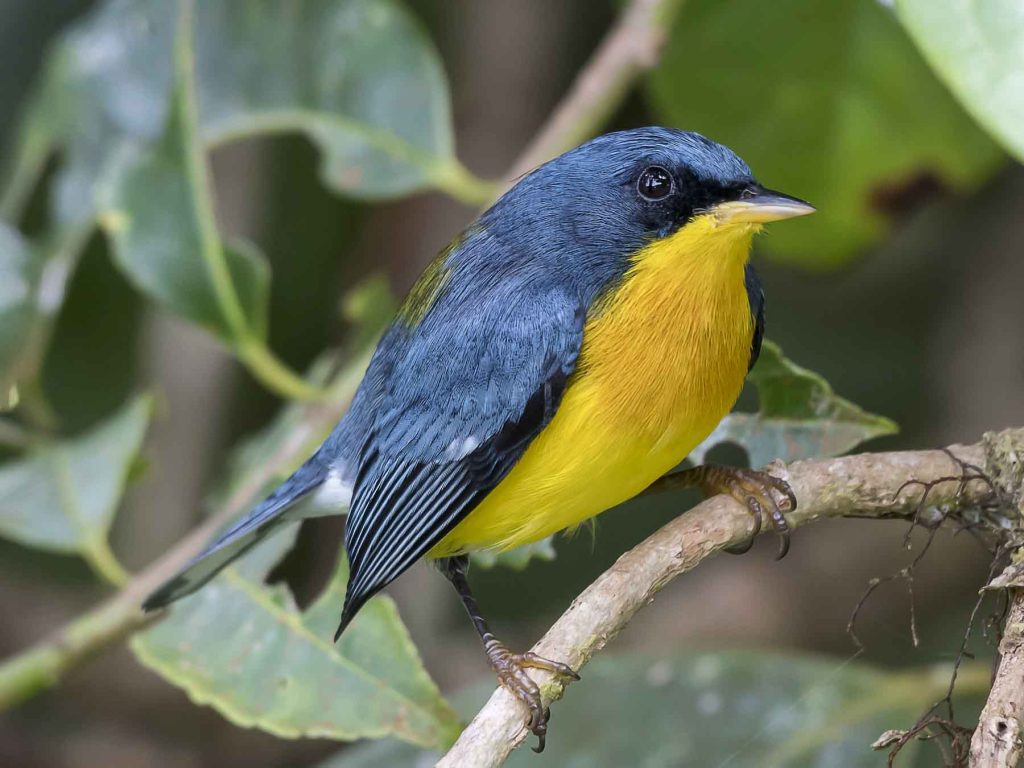 Tropical parula