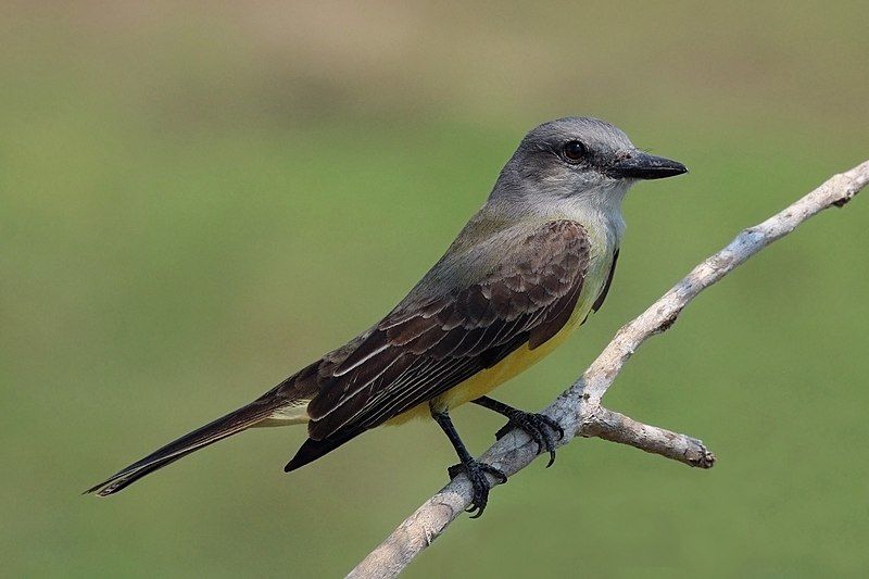 Tropical_kingbird__13