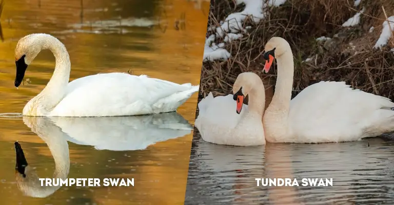Trumpeter Swan Vs Tundra Swan