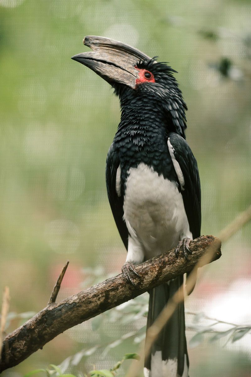 Trumpeter_hornbill__11