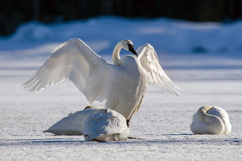 Trumpeter_swan__10