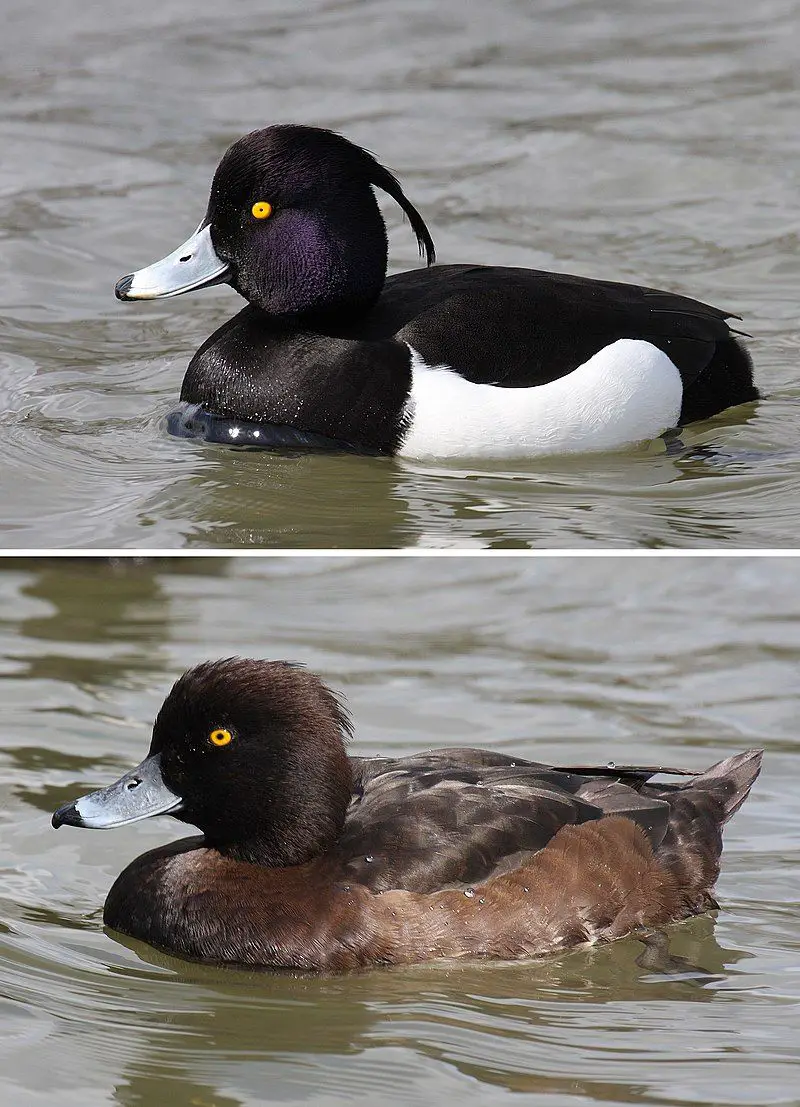 Tufted_duck__11
