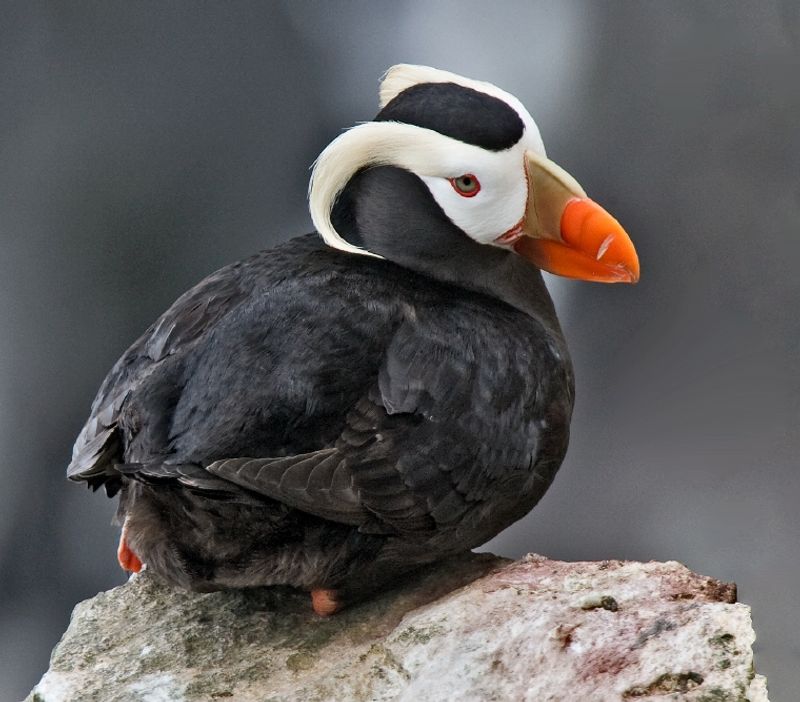 Tufted_puffin__1