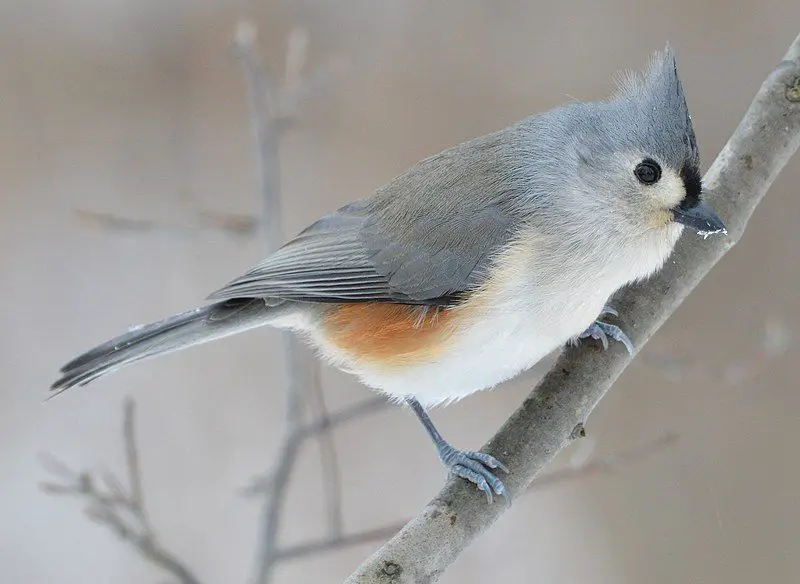 Tufted_titmouse__14