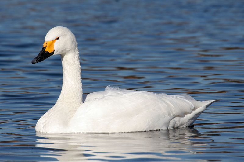 Tundra_swan__4