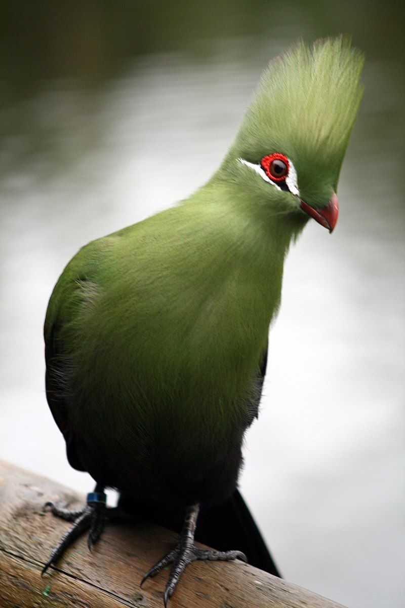 Turaco__4