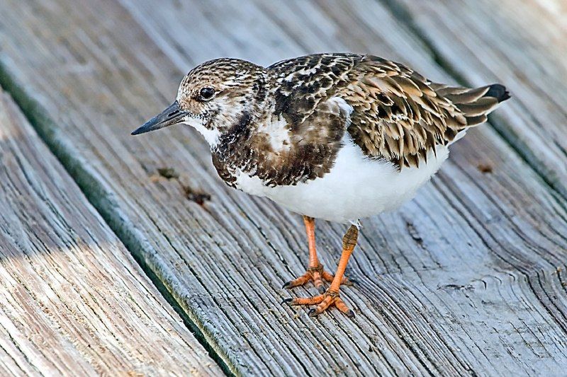 Turnstone__3