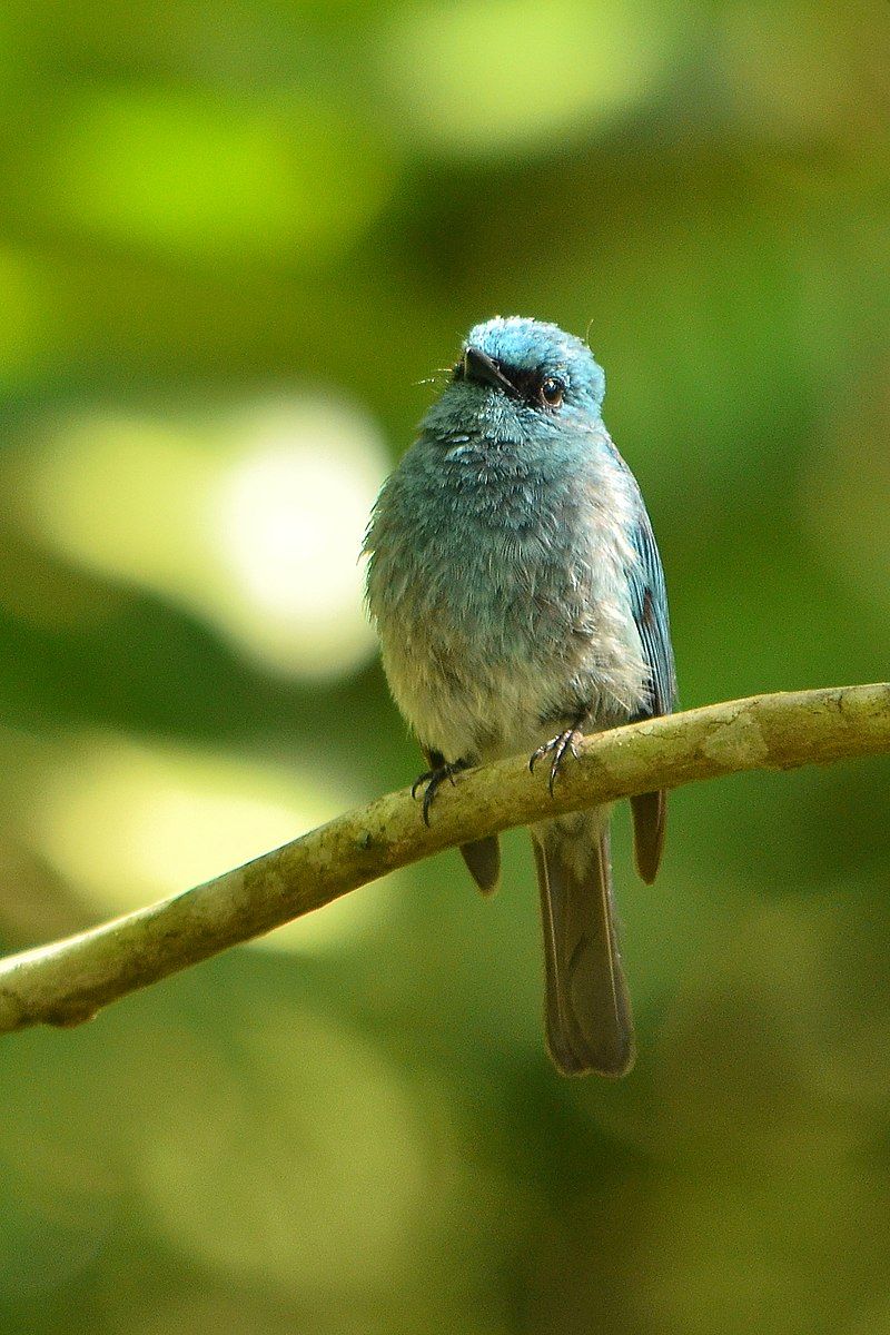 Turquoise_flycatcher__4