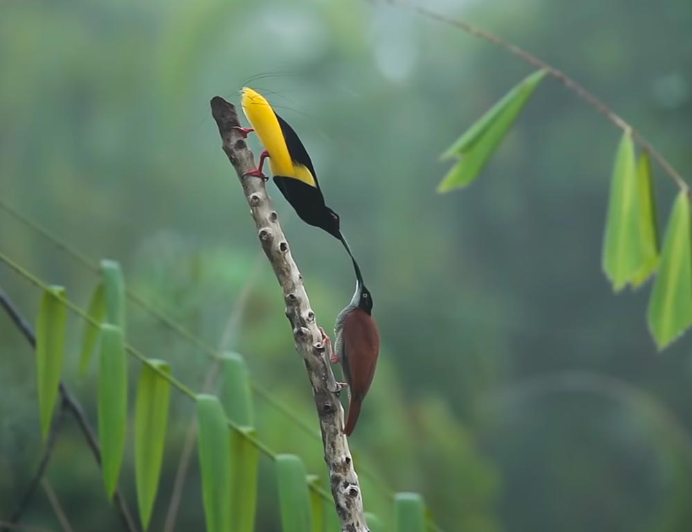 Twelve-Wired Bird-of-Paradise