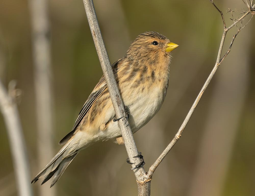 Twite