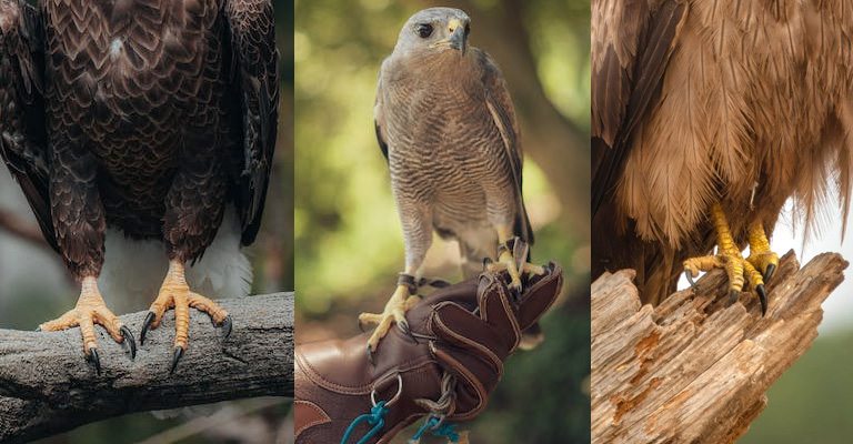 Types of Bird Claws