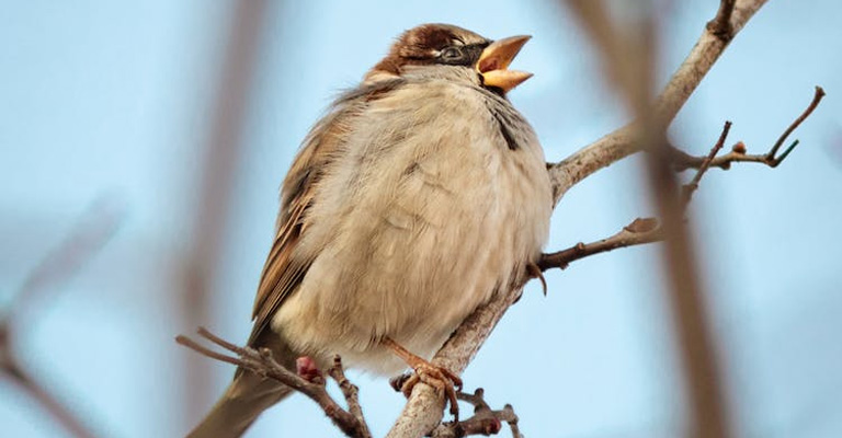 Types of Bird Feathers