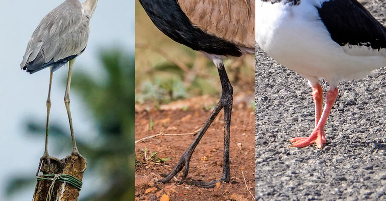 Types of Bird Feet