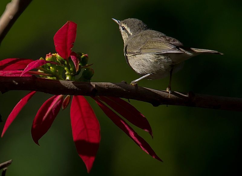 Tytler's_leaf_warbler__31