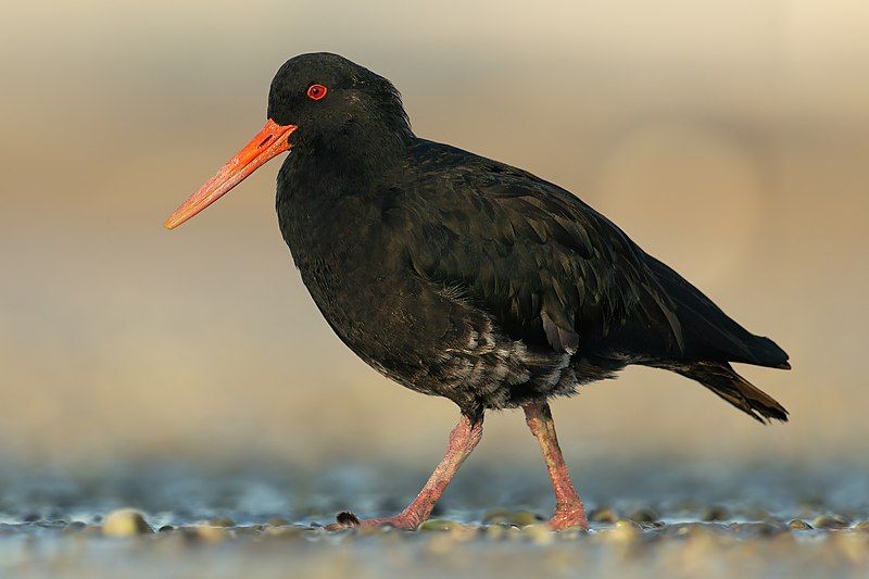 Variable_oystercatcher__10