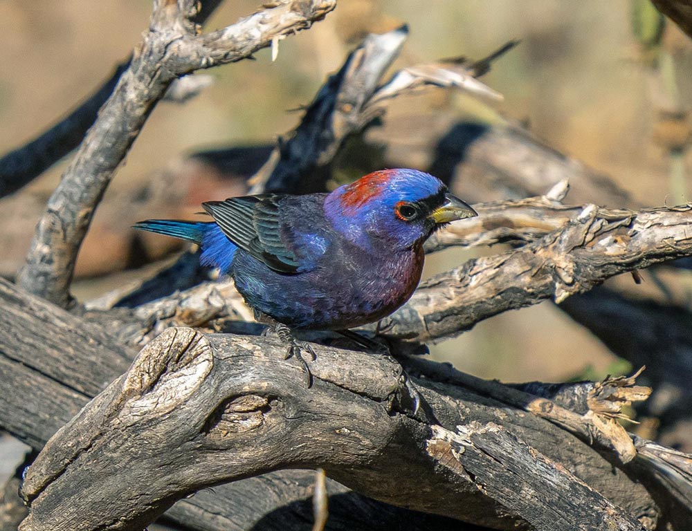 Varied Bunting