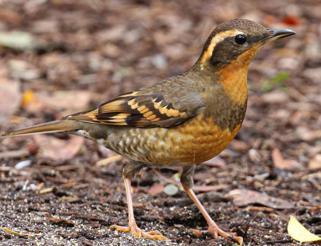 Varied thrush