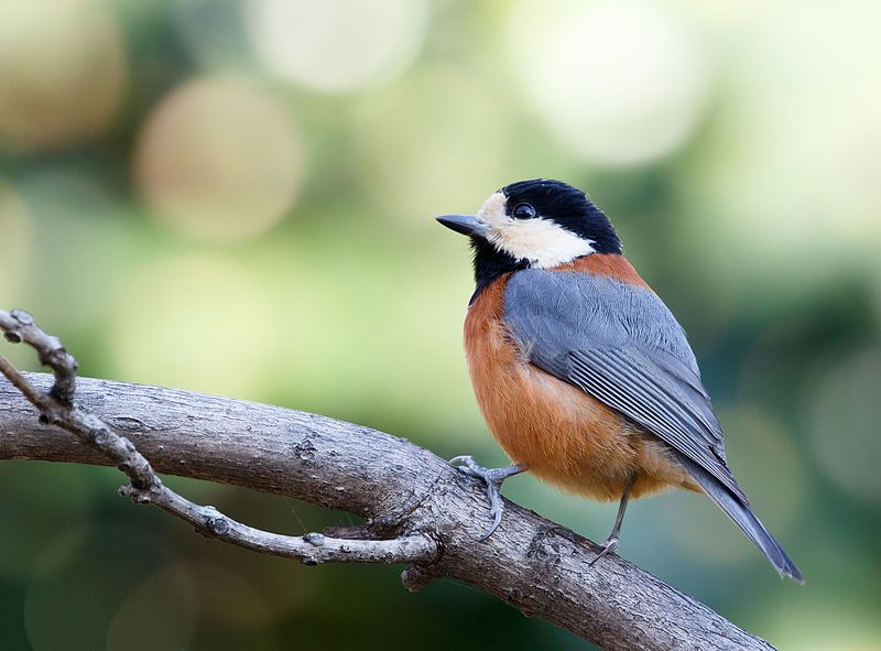 Varied_tit__13