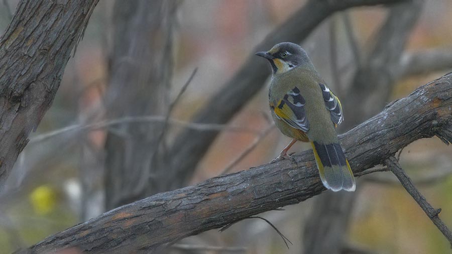 Variegated Laughing Thrush