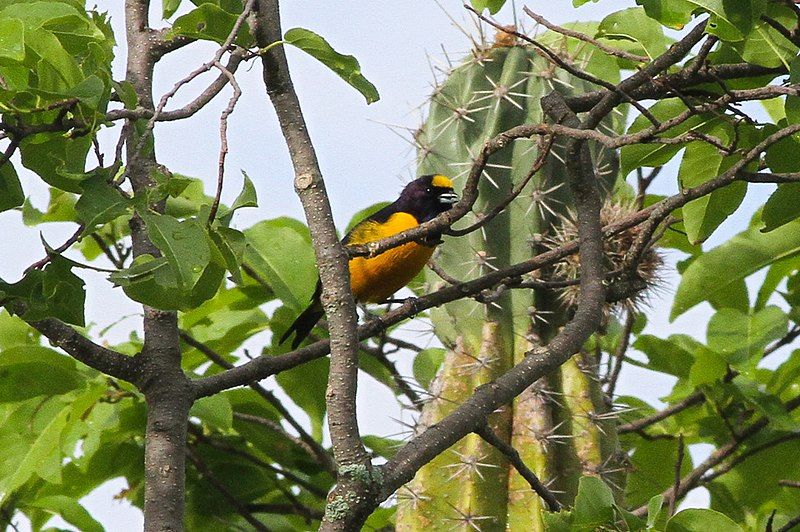 Velvet-fronted_euphonia__6