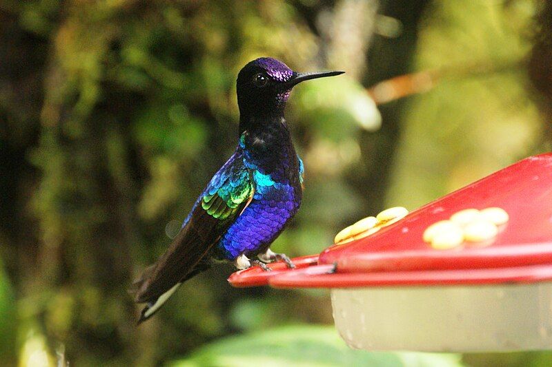Velvet-purple_coronet__4