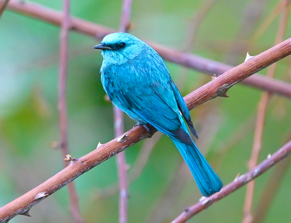 Verditer Flycatcher