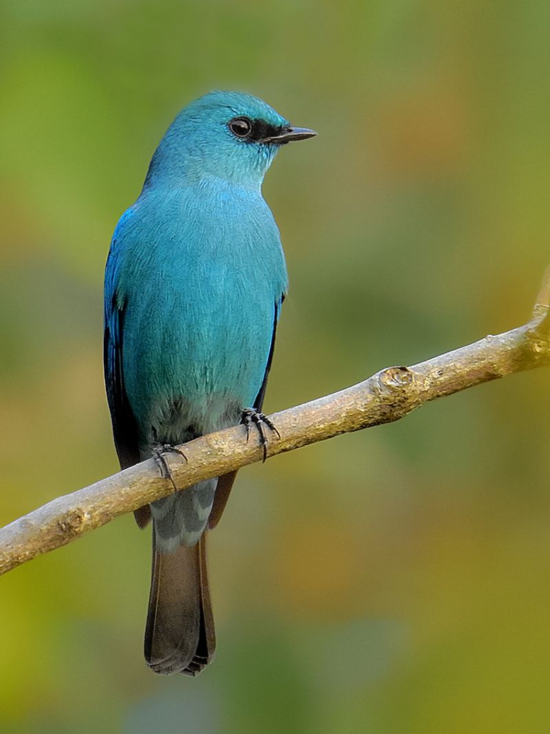 Verditer_flycatcher__6