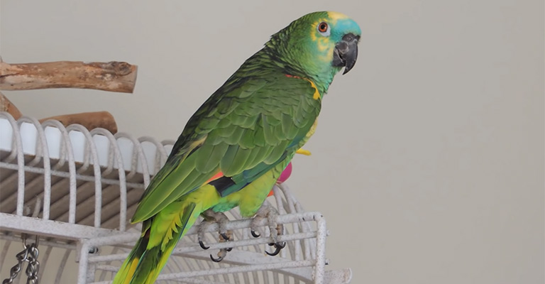 Are Amazon Parrots Good Pets