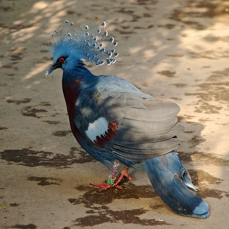 Victoria_crowned_pigeon__7