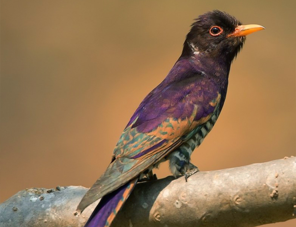 Violet Cuckoo