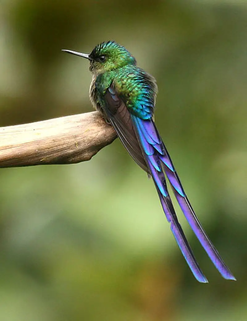 Violet-tailed_sylph__24