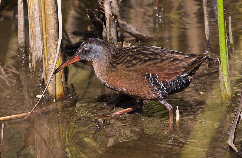 Virginia_rail__16