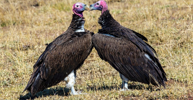 Vultures