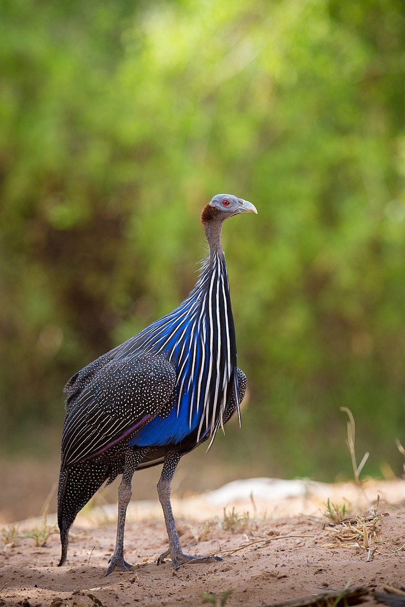 Vulturine_guineafowl__8