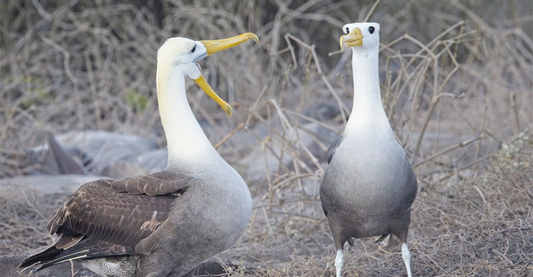 Wandering Albatross