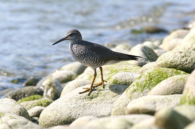 Wandering_tattler__7