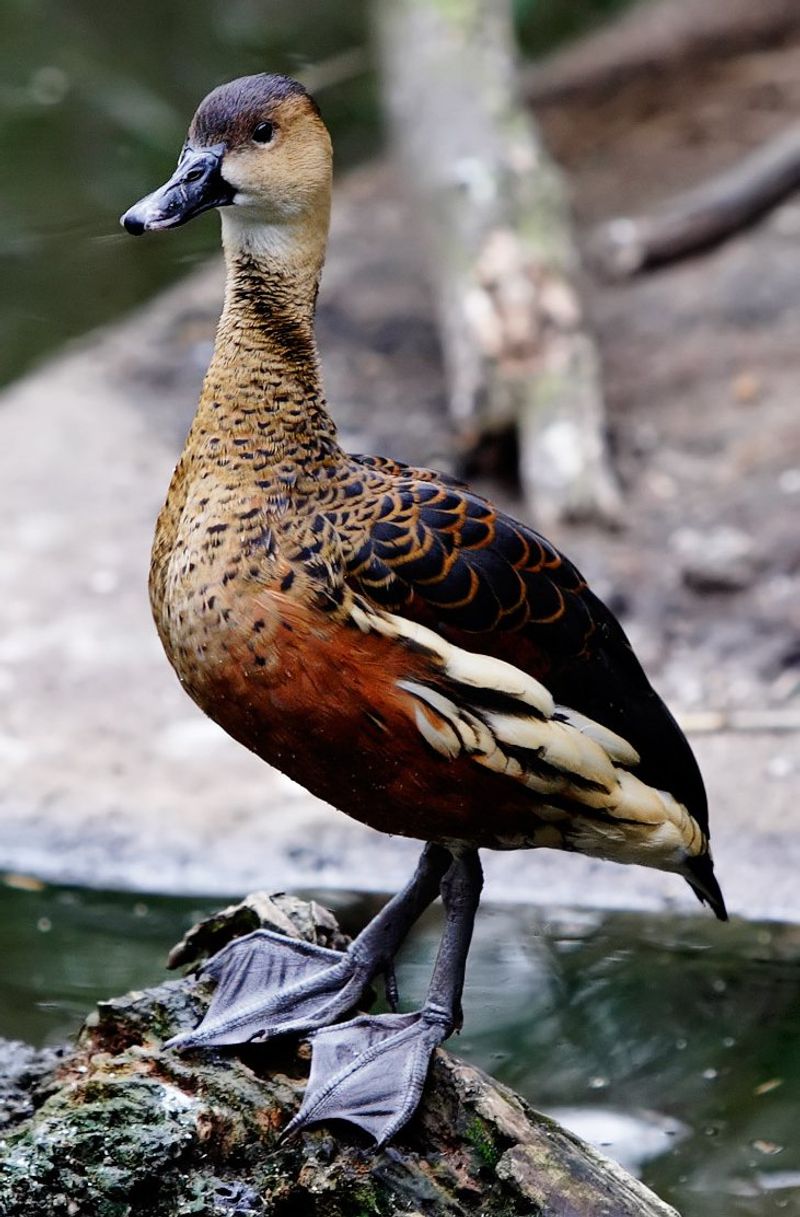 Wandering_whistling_duck__14