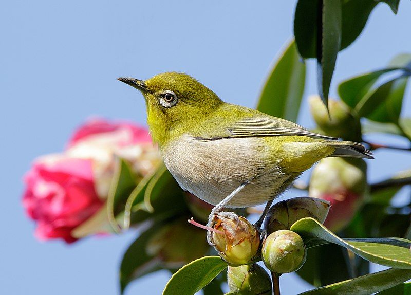 Warbling_white-eye__15