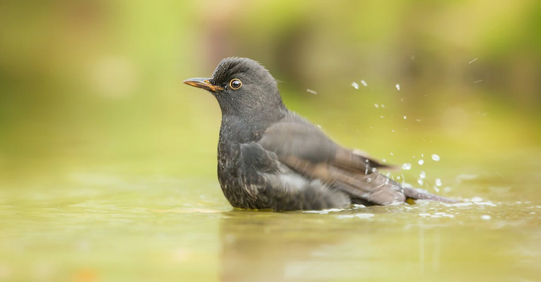 Water Quality