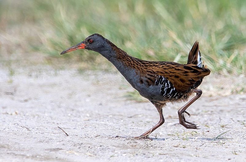 Water_rail__11