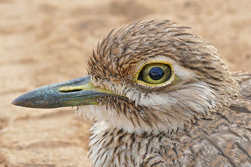 Water_thick-knee__17