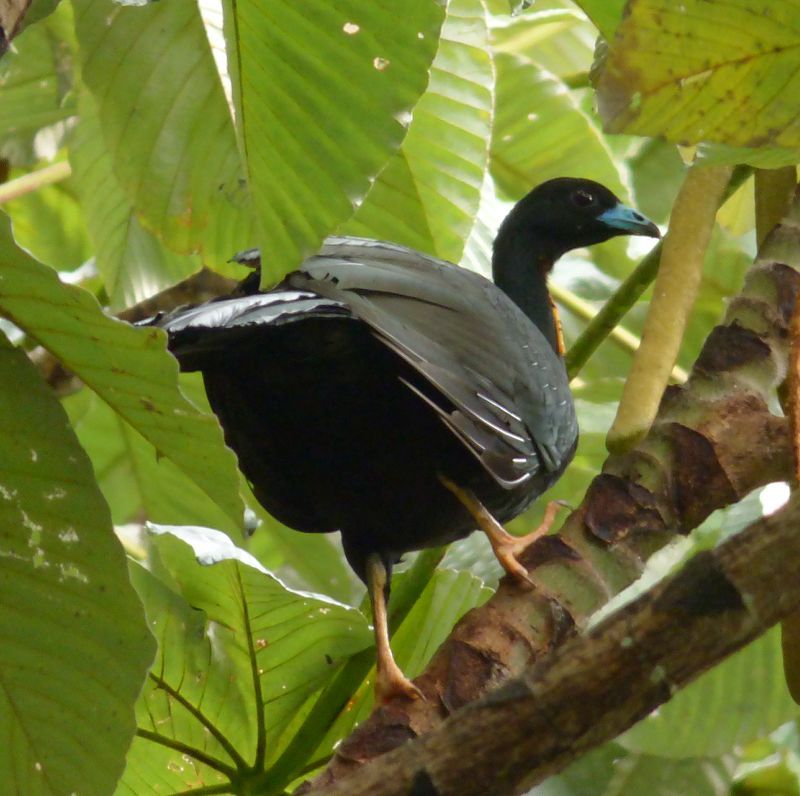 Wattled_guan__10