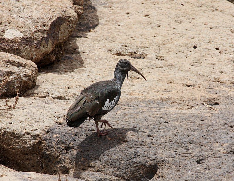 Wattled_ibis__2