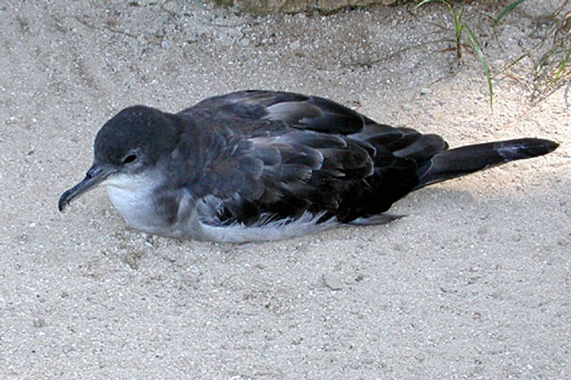 Wedge-tailed_shearwater__11