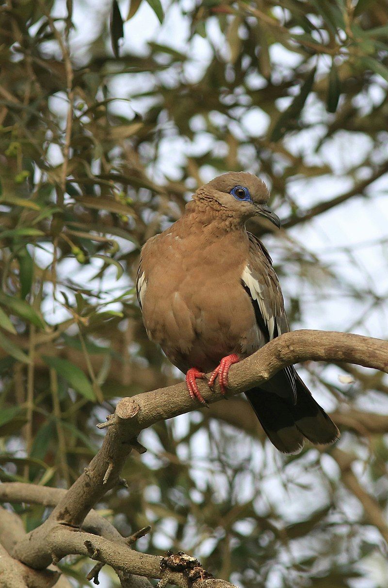 West_Peruvian_dove__2