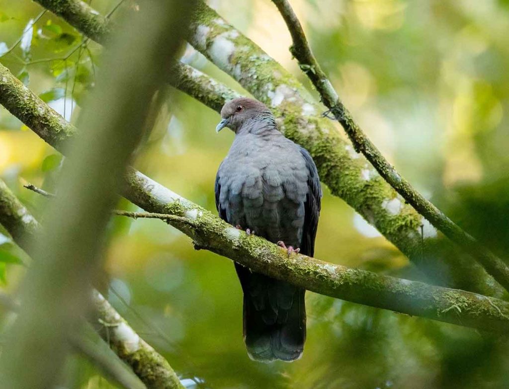 Western bronze-naped pigeon