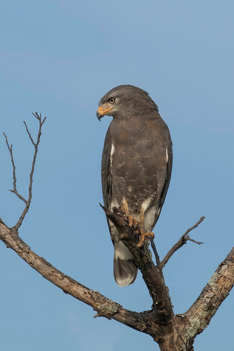 Western_banded_snake_eagle__42