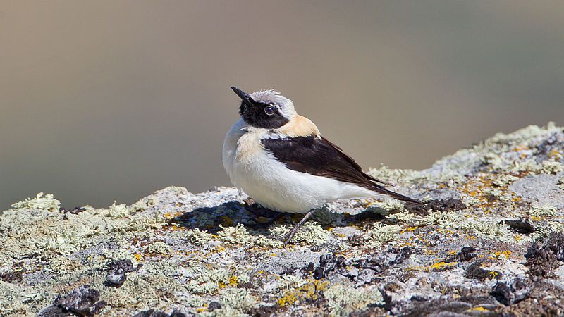 Western_black-eared_wheatear__8