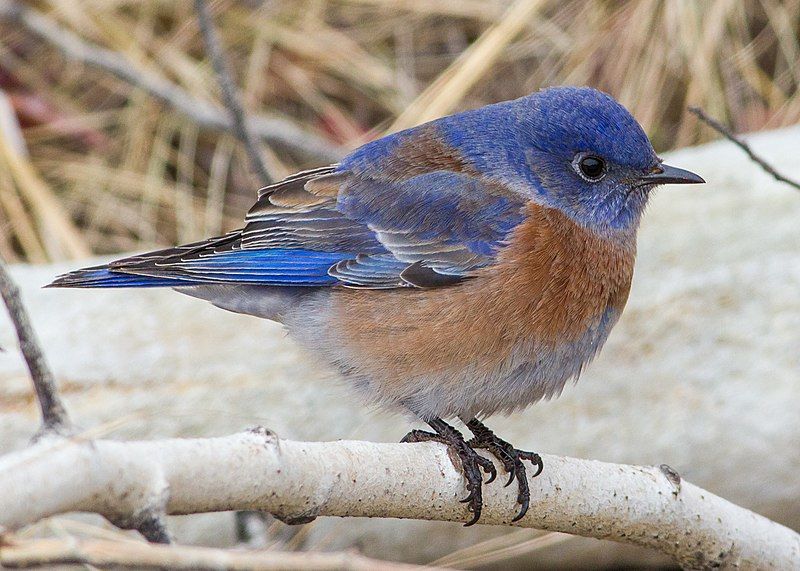 Western_bluebird__1