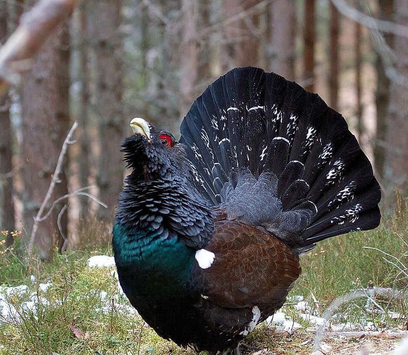 Western_capercaillie__12